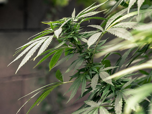 Read more about the article Marijuana decriminalization revived in Illinois Senate