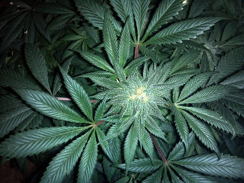 Read more about the article Medical Marijuana heading to Utah house