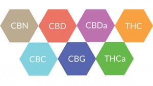 Read more about the article Therapeutic uses of cannabis and cannabinoids
