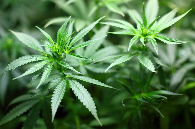Read more about the article Marijuana Group Plans Southern Illinois Clinic