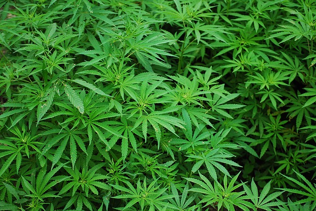 Read more about the article Pittsburgh Council approves lighter penalties for marijuana usage