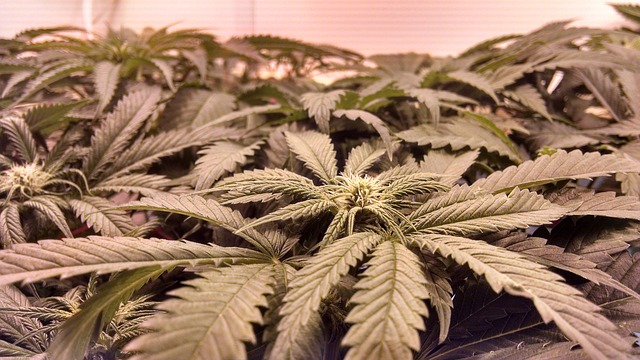 Read more about the article Lawmakers send medical marijuana plan to Gov. Kasich