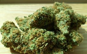 Read more about the article Price of legal marijuana drops in Washington state