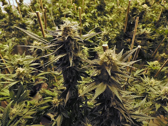 Read more about the article Marijuana may be Oregon’s top crop after the latest stats were released