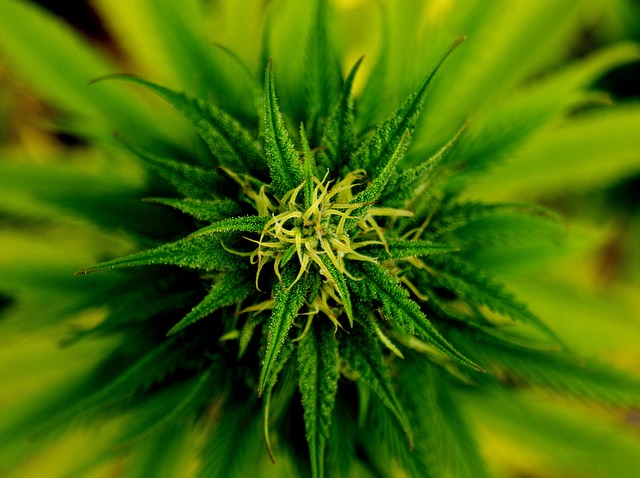 You are currently viewing Cannabis treatment for Cachexia