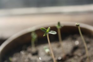 seedling